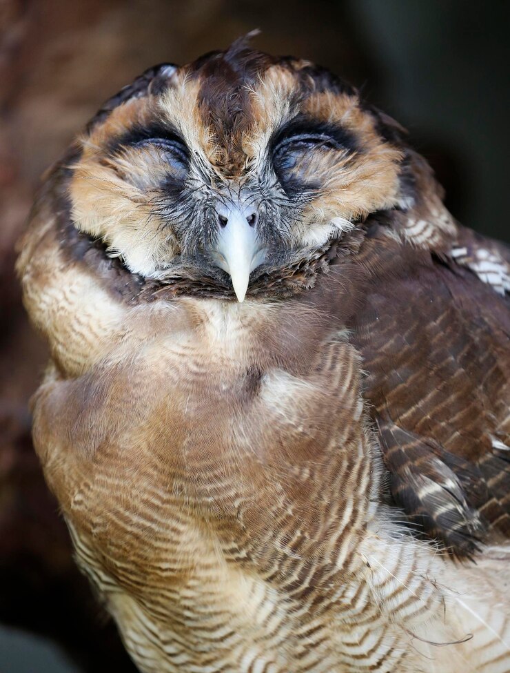 Foto close-up van een uil