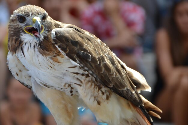 Close-up van een uil