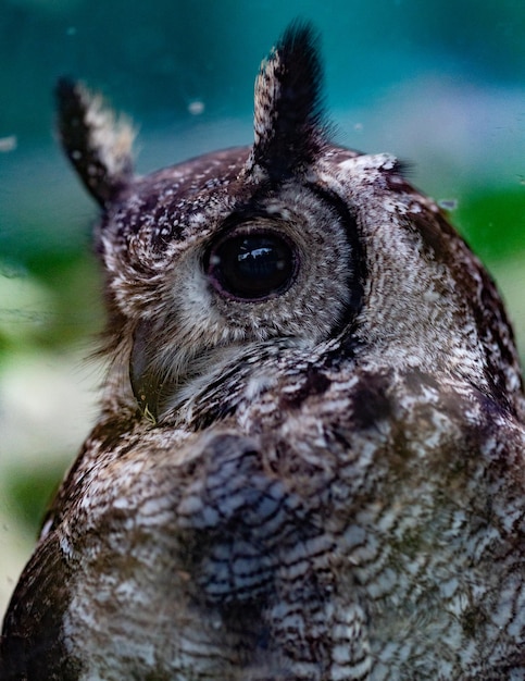 Foto close-up van een uil