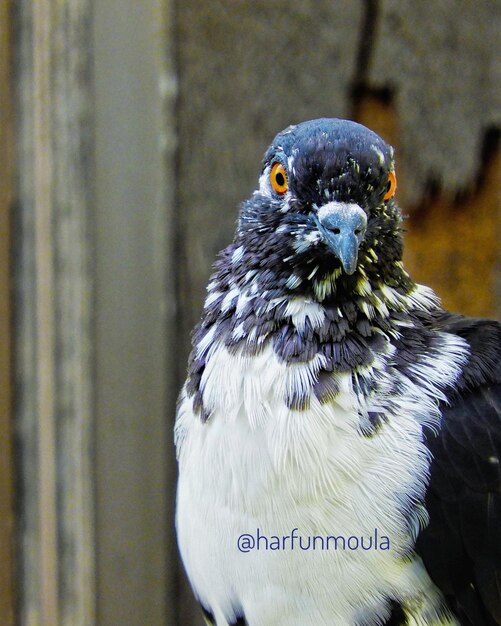 Foto close-up van een uil