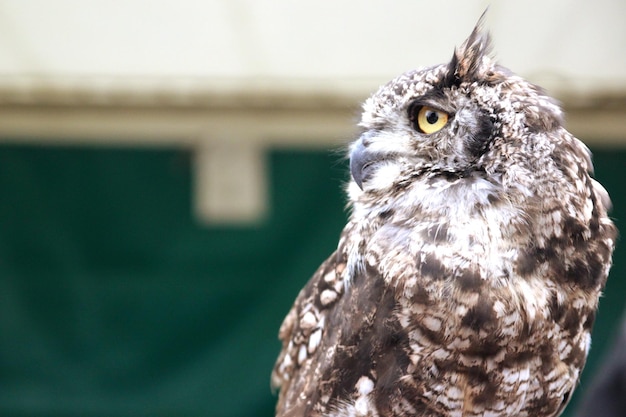 Close-up van een uil