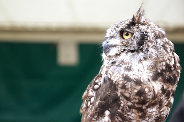 Foto close-up van een uil