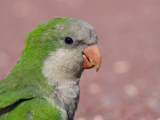 Close-up van een uil