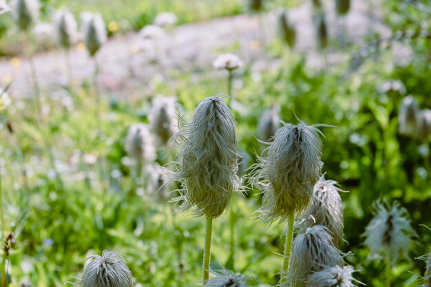 Close-up van een unieke vloeiende plant in een nationaal park