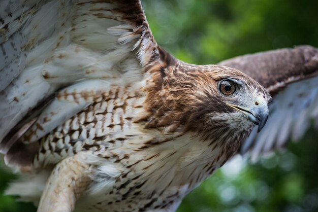 Foto close-up van een valk die vliegt