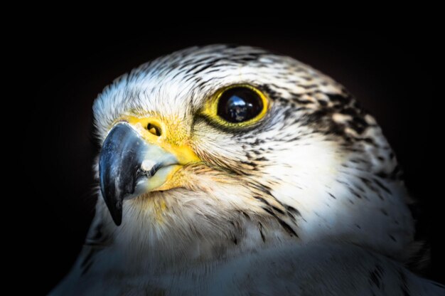 Foto close-up van een valk