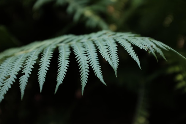 Foto close-up van een varens