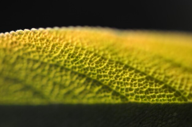 Foto close-up van een varens