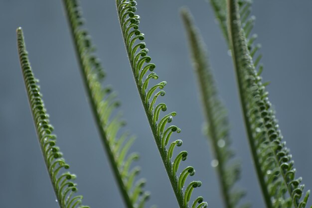 Foto close-up van een varens