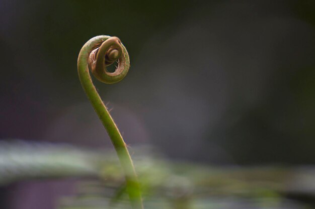 Foto close-up van een varens