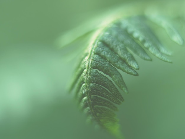 Close-up van een varensblad