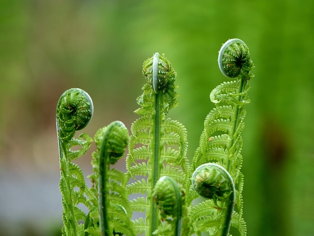 Foto close-up van een varensknop