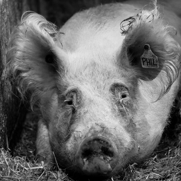 Foto close-up van een varken met een veetag