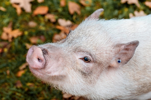 Foto close-up van een varken