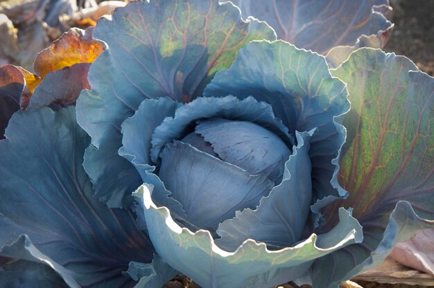 Foto close-up van een veelkleurige bloem