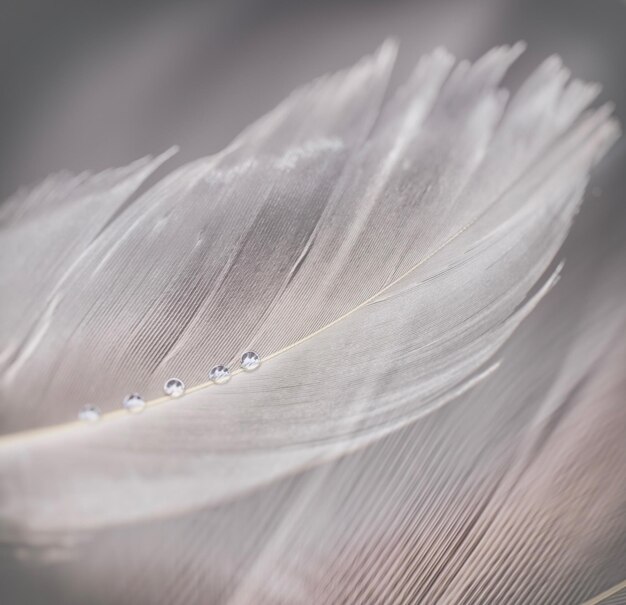 Foto close-up van een veer met waterdruppels