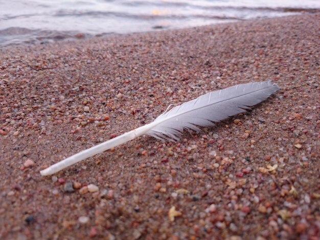 Foto close-up van een veer op zand