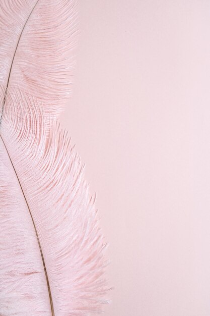 Close-up van een veer tegen een roze achtergrond