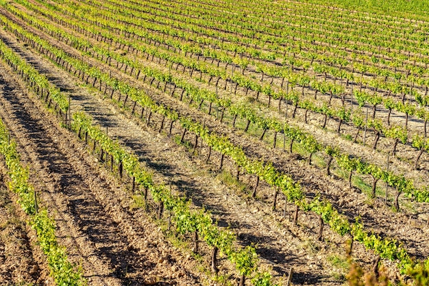 Close-up van een veld met groene wijngaarden in rijen