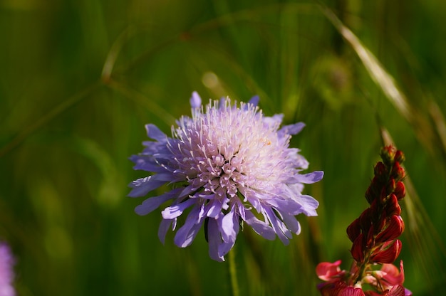 Close-up van een veldschurft