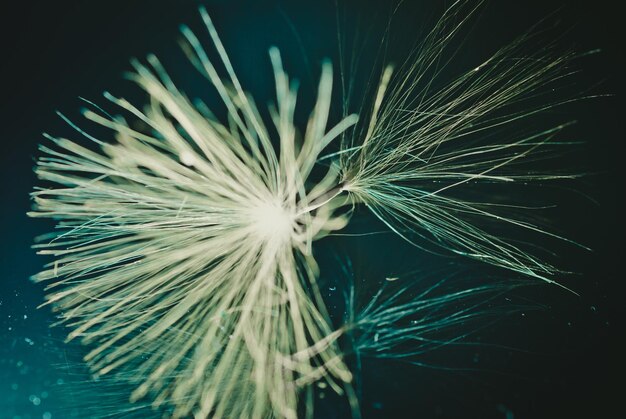 Foto close-up van een verlichte bloem's nachts