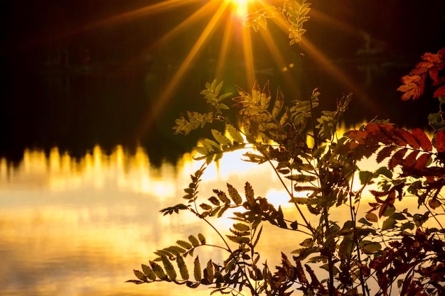 Foto close-up van een verlichte plant tegen de hemel bij zonsondergang