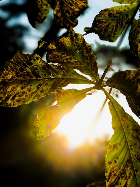 Foto close-up van een verse groene plant tegen de lucht