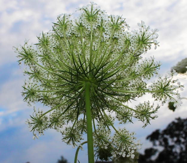 Foto close-up van een verse groene plant tegen de lucht