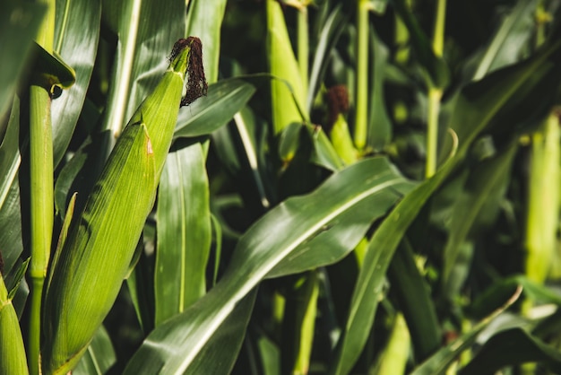 Close-up van een verse groene plant