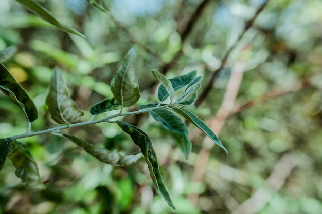 Close-up van een verse groene plant