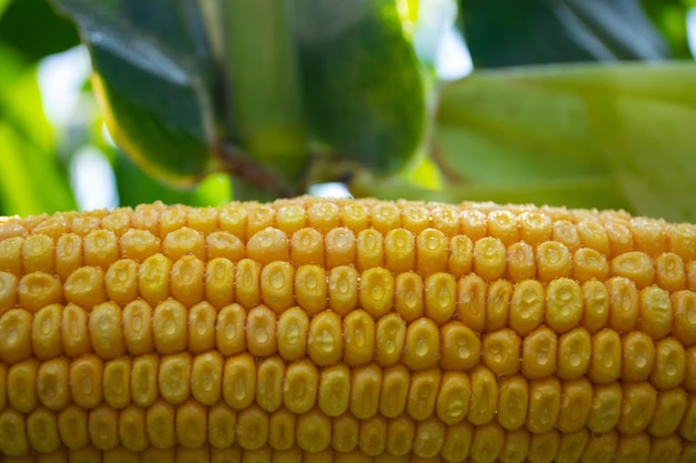 Foto close-up van een verse groene plant