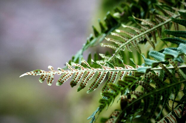 Close-up van een verse groene plant