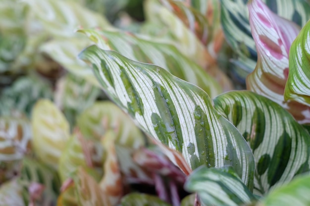 Foto close-up van een verse groene plant