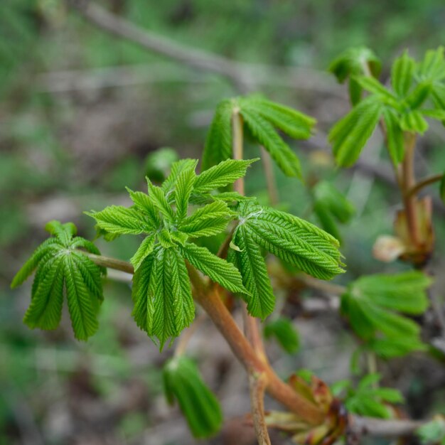 Foto close-up van een verse groene plant