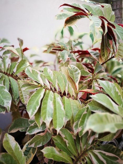 Foto close-up van een verse groene plant