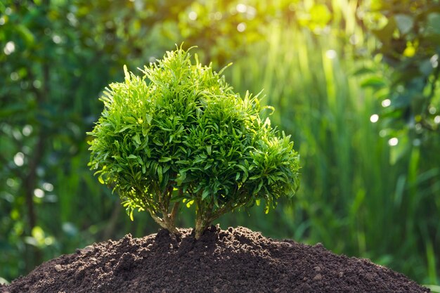 Foto close-up van een verse groene plant