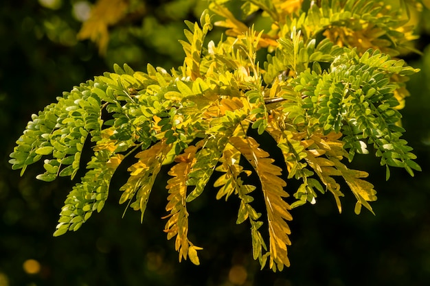 Close-up van een verse groene plant