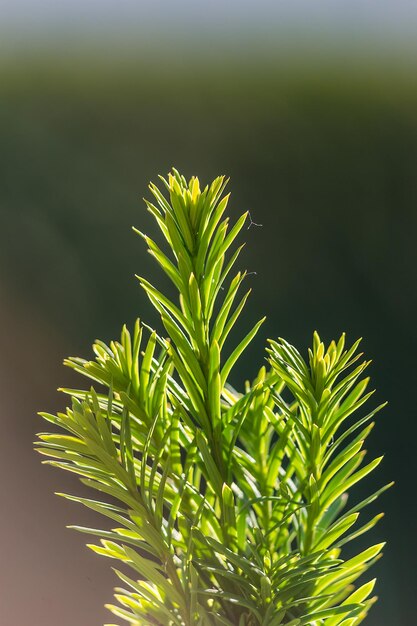 Foto close-up van een verse groene plant