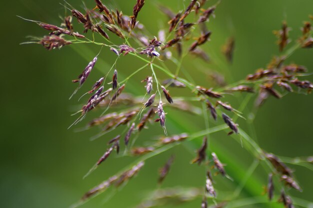 Foto close-up van een verse groene plant