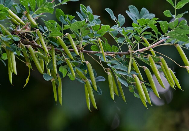 Close-up van een verse groene plant