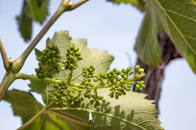 Close-up van een verse groene plant