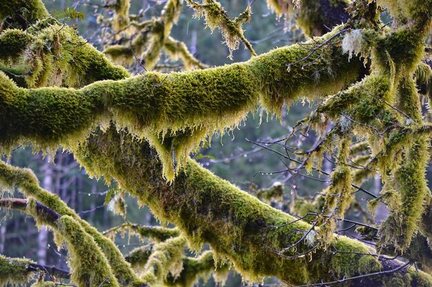 Foto close-up van een verse groene plant