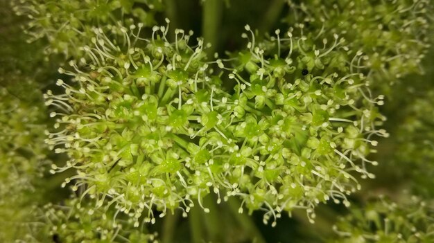Close-up van een verse groene plant