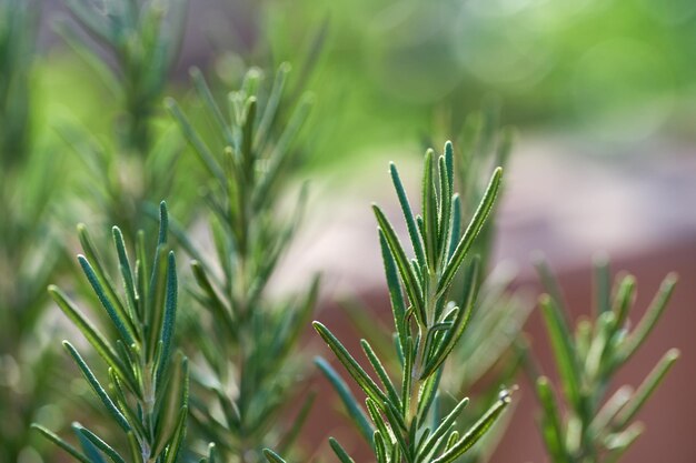 Foto close-up van een verse groene rozemarijnplant