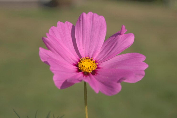 Foto close-up van een verse paarse bloem