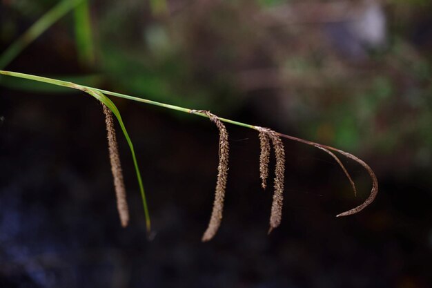 Close-up van een verse plant