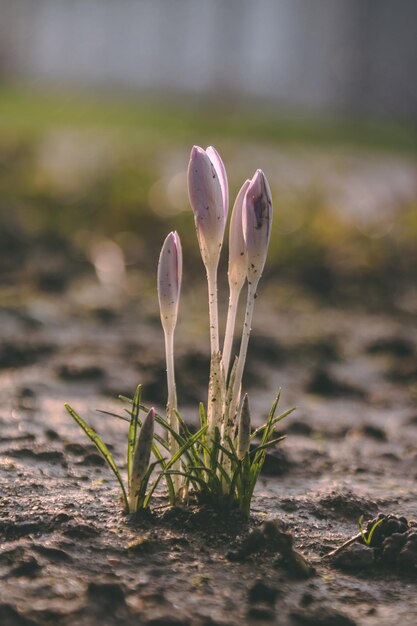 Foto close-up van een verse plant