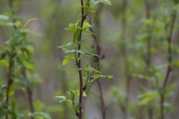 Foto close-up van een verse plant