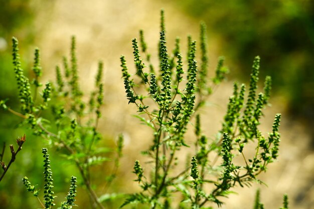 Foto close-up van een verse plant