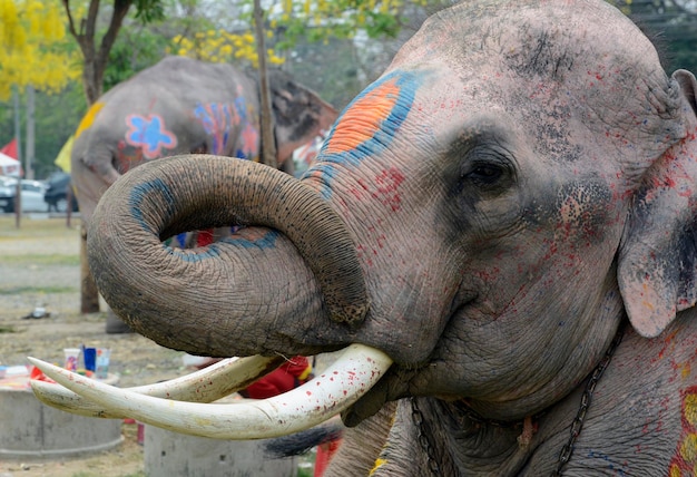 Foto close-up van een versierde olifant